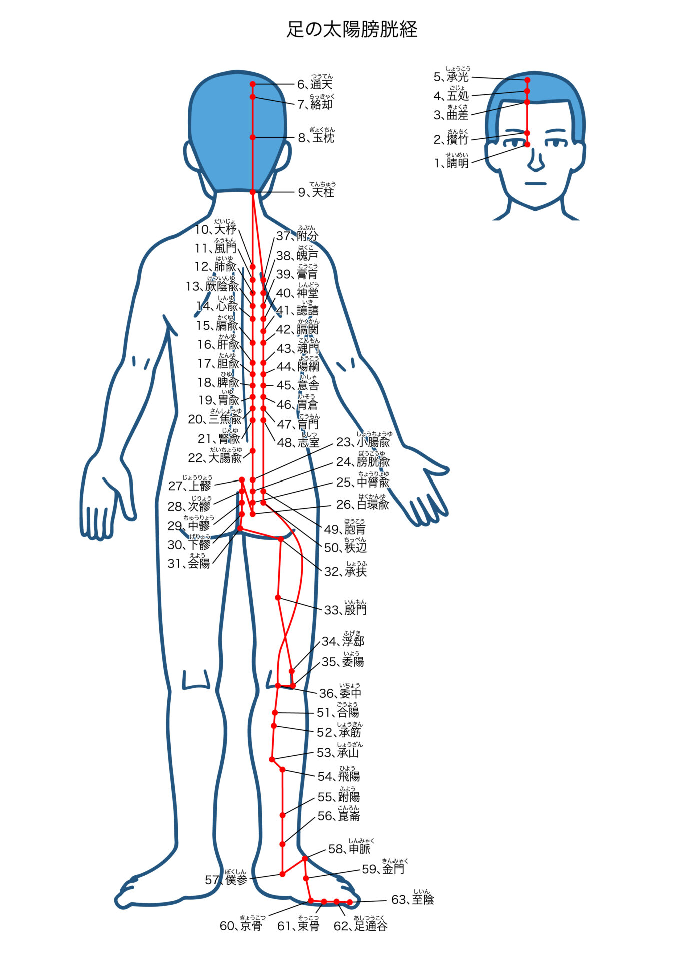 足の太陽膀胱経、鍼灸の経穴図