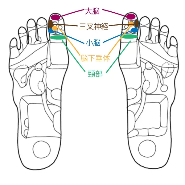 耳反射区 経穴 手反射区 足反射区の掛け軸 楽天市場】足つぼ 模型 足